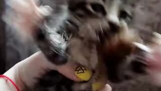 самый злой котенок в мире #котята