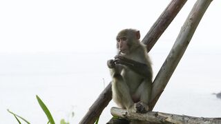 Monkey Video Shoot