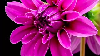 Flowers. Slow motions. 2