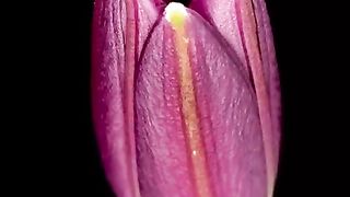 Flowers. Slow motions. 3