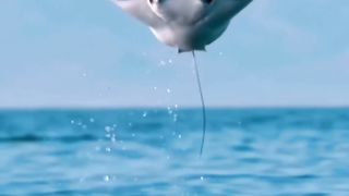 The stingray jumps out of the water