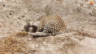 Leopard and Hyena Break Warthog Apart While Still Alive