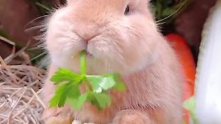 Bunny Bliss