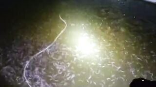 TEBAR PADAT itu erat kaitannya dengan AERASI/AERATOR, Kalau tebar jarang mah gak perlu