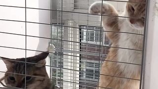 This is very inappropriate Mr cat