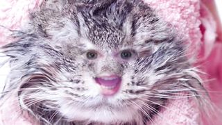 Очень странный котик поёт песенку #shorts #смешныевидео #смешныеживотные #comeon