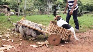 Roça Onde Noé Soltou os Animais Arca De Noé
