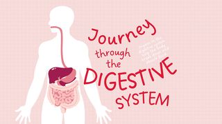 Digestive System