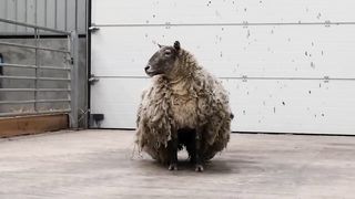 Shearing the Loneliest Sheep in the World!