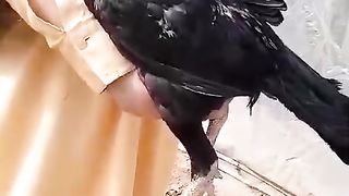 Long tail black rooster