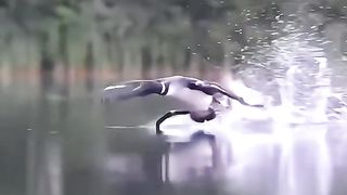 beautiful ducks flying in the river