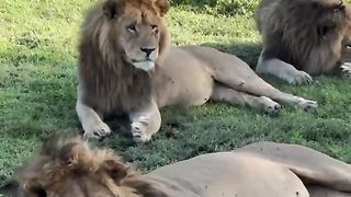 Three Lions relax