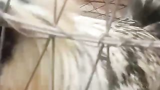 Fancy hen in the cage