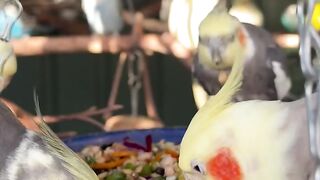The beautiful cry of parrots