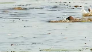 Bird & fish