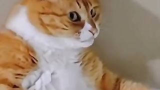 Incroyable #cats #catlovers #catlife #funnyvideos #funnycat #life #pourtoi