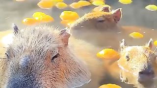 They are capybara taking a bath in an open-air bath