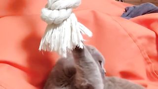 Няшный котенок умывается #котята #котики
