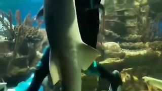 Waltz with a shark