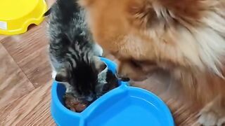 наглая кошка обижает собаку
