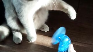 Милый котенок играет с вентилятором #shorts #котята #смешныеживотные