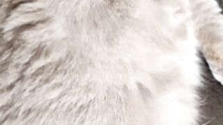 милая красивая кошечка #shorts #смешныеживотные