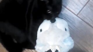 Милая кошечка ест тапок ???? #смешныеживотные #shorts