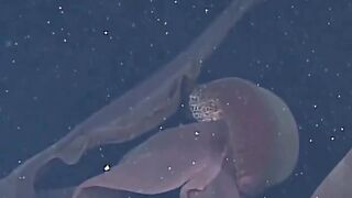 The rare giant phantom jellyfish, seen about 100 times over a 100 years