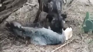 Smart Fox ????
