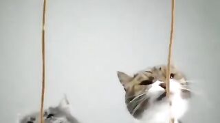 Observation from playing a cat