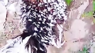 This is a beautiful hen ll hen