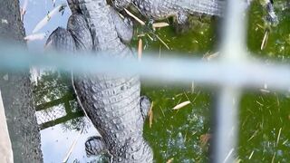 Crocodiles @crocoloco