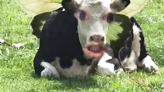Летающая корова поёт песенку #смешныевидео #shorts #comeon