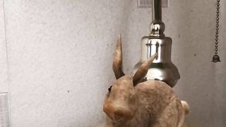 Кролик хочет съесть морковку #смешныеживотные #shorts #comeon
