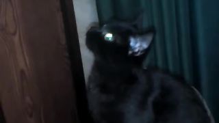 Кошка охотится на попугая #попугай #котик