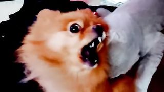 кошка напала на шпица