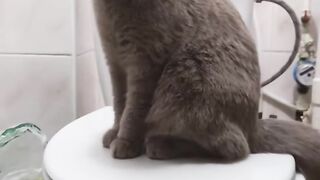 кошка на унитазе