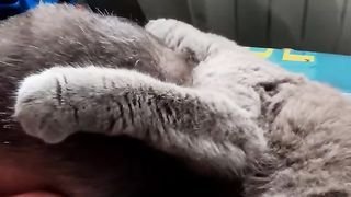 котик жиробас #смешныевидео #котикжиробас #смешныекоты