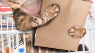 Котик в супермаркете поёт песенку #comeon #shorts #смешныевидео