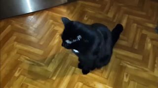 ВЫЙДУ НОЧЬЮ В КУХНЮ С КОТОМ.