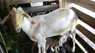 Tender Moments: Baby Goat Nourished by Mother's Love on the Farm