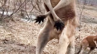 سبحان اللہ