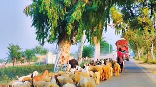 Village and Animals