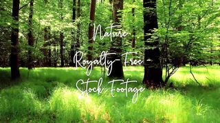15 Beautiful Nature Stock Footage Royalty-Free, No Copyright, Free Download