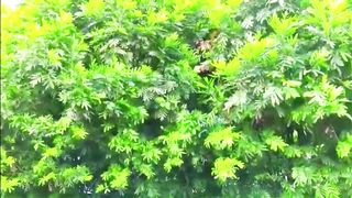 Relaxing Music With Beautiful Nature Stress Relief