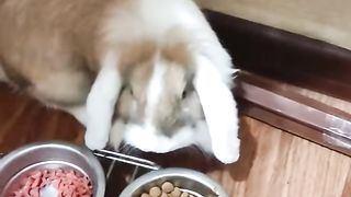 Где спрятался милый кролик #кролики #смешныеживотные