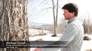 How Maple Tree Tapping Works