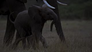 Hyena Clan Attacks Baby Elephant|Savanna Queen's|Nasional Geographic✓