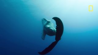 Witness a humpback whale birth caught in camera in Hawaii