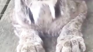 "The Iberian Lynx: Threatened with Extinction"الوشق الأيبيري المهددة بالانقراض